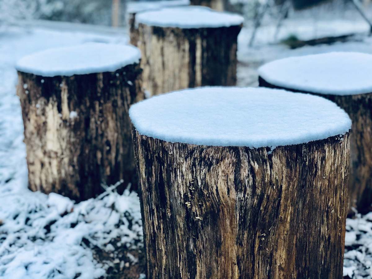 united states snow covered tree trunk during daytime tree stump